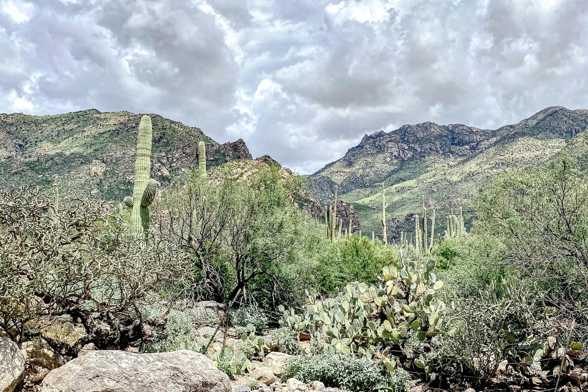 Canyon View Tucson Phòng bức ảnh